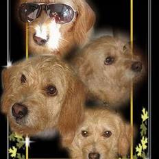 Basset fauve de bretagne Mille