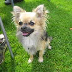 Chihuahua Oscar