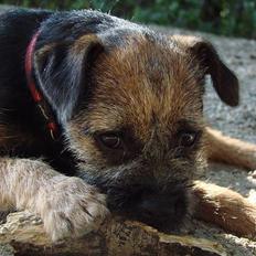 Border terrier DKAGCH DKSPCH  "Puma"