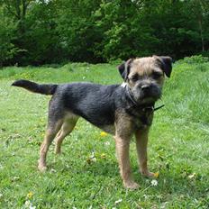 Border terrier DKAGCH DKSPCH  "Puma"