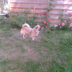 Tibetansk spaniel Coco