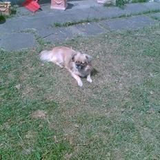 Tibetansk spaniel Coco