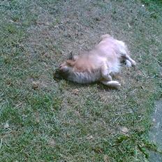 Tibetansk spaniel Coco