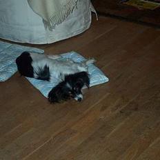 Papillon sille R.I.P :'(