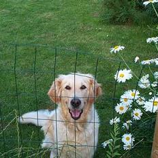 Golden retriever Athene    *Aflivet * :'(