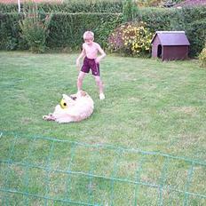 Golden retriever Athene    *Aflivet * :'(