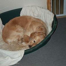 Golden retriever Athene    *Aflivet * :'(