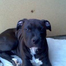 Blanding af racer Tyson