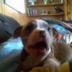 Blanding af racer Baby