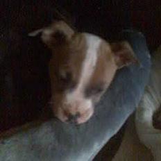 Blanding af racer Baby