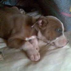 Blanding af racer Baby