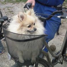 Pomeranian Himmelhund EMMA