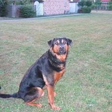 Blanding af racer zarzu