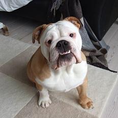 Engelsk bulldog Møffe