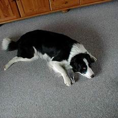 Border collie Rico