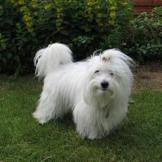 Coton de tulear "Mille" Melkomi's Alfine