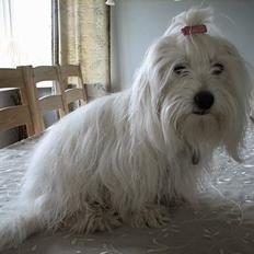Coton de tulear "Mille" Melkomi's Alfine