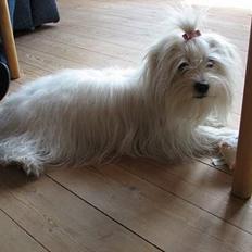 Coton de tulear "Mille" Melkomi's Alfine