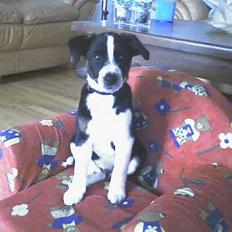 Dansk svensk gaardhund Bette