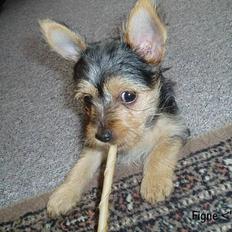 Blanding af racer ♥ Figne 'Nielsen' ♥