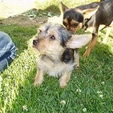 Blanding af racer ♥ Figne 'Nielsen' ♥