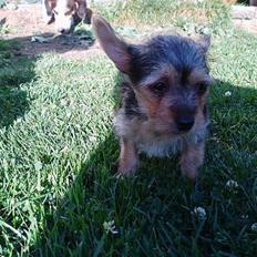 Blanding af racer ♥ Figne 'Nielsen' ♥