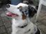 Australian shepherd Alve