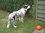 Australian shepherd Alve - Holder liige vagt ved havelågen...