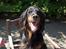 Gordon setter Benjamin - Aflivet