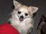 Chihuahua Gizmo - En lille forpustet gizmo..