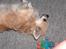 Chihuahua Gizmo - sådan ser han ud når han vil kæles med .. 