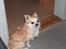 Chihuahua Gizmo - Gizmo venter på sin mor kommer hjem fra skole.. 