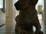Labrador retriever Berta