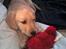 Labrador retriever Berta - Det er en dejlig bamse min morster har givet mig... (30/5-06)
