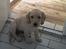 Labrador retriever Berta - Kommer du ikke og leger moar? (31/5-06)