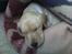 Labrador retriever Berta - Kan man sove bedre?! (1/6-06)