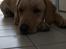 Labrador retriever Berta