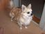 Chihuahua Gizmo - står og ser stolt ud..
