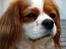 Cavalier king charles spaniel Abby