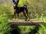 Dvaergpinscher Lille Lua Kahlúa - Velkommen til min profil 