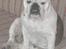 Engelsk bulldog Hertha. R.I.P 26-06-2012 - Bare jeg får sofaen for mig selv