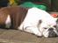 Engelsk bulldog Hertha. R.I.P 26-06-2012 - det her er bare ferie........... solbad på teressen