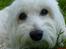 Coton de tulear *~Tut~*