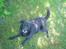 Labrador retriever Max - Ligger og hygger sig i skyggen...