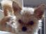 Blanding af racer Gizmo - Mon der er lidt til mig???