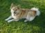 Islandsk fårehund Gladur's Bryja - I´m just beautyful  ... <´3