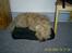 Irish softcoated wheaten terrier Tucky - Ligger bare nede under og sover på min pude