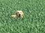 Labrador retriever Balou * 8/5-2014*