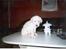 Labrador retriever Balou * 8/5-2014*