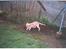 Labrador retriever Balou * 8/5-2014*